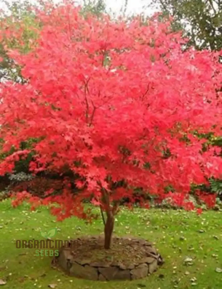 Red Japanese Maple Tree Seeds For Planting - Premium Quality Gardening Vibrant Foliage And Elegant