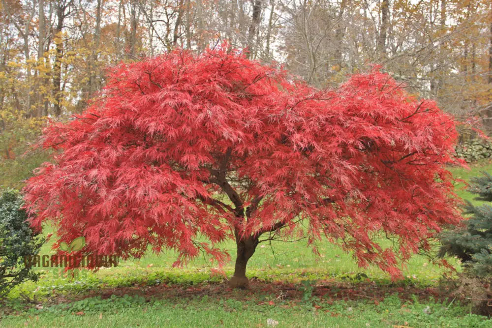 Red Japanese Maple Tree Seeds For Planting - Premium Quality Gardening Vibrant Foliage And Elegant