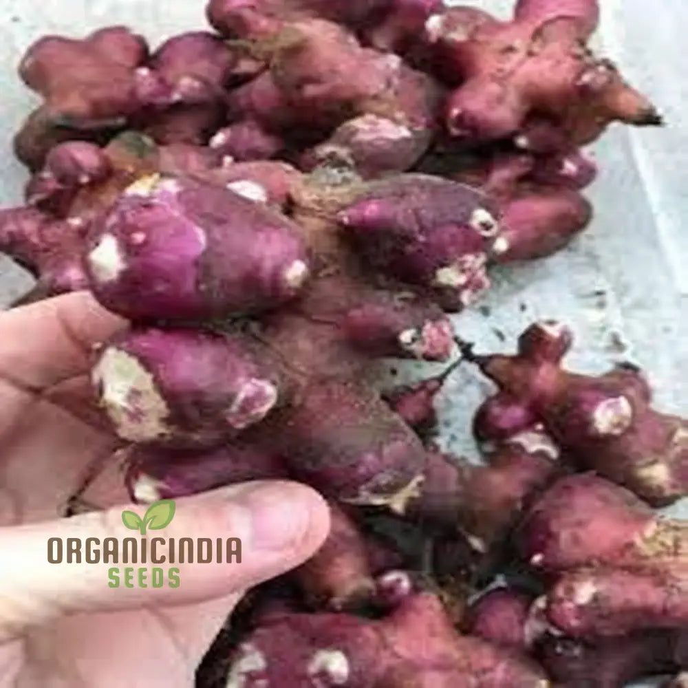 Red Jerusalem Artichoke Tubers Winter Hardy Fuseau Variety Seeds Root Vegetables