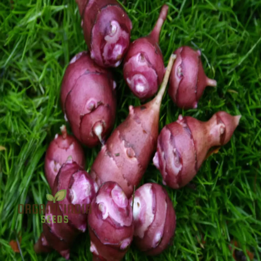 Red Jerusalem Artichoke Tubers Winter Hardy Fuseau Variety Seeds Root Vegetables