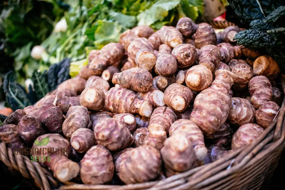 Red Jerusalem Artichoke Tubers Winter Hardy Fuseau Variety Seeds Root Vegetables