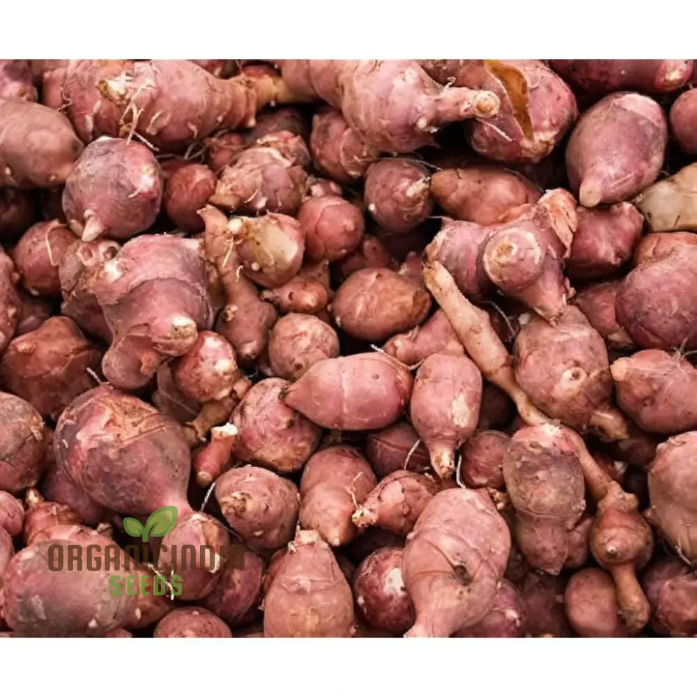 Red Jerusalem Artichoke Tubers Winter Hardy Fuseau Variety Seeds Root Vegetables