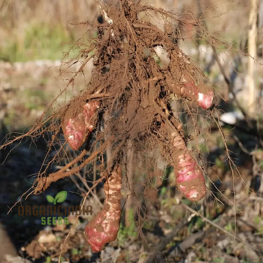 Red Jerusalem Artichoke Tubers Winter Hardy Fuseau Variety Seeds Root Vegetables