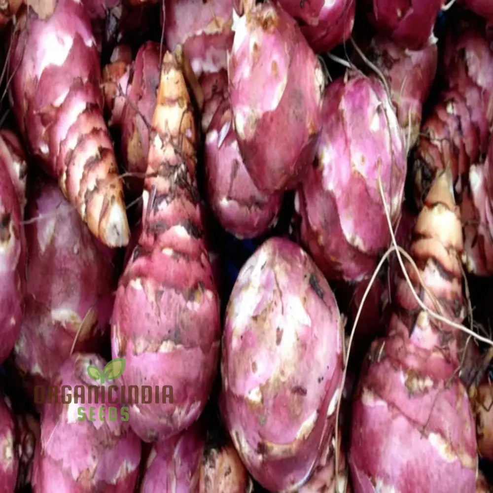 Red Jerusalem Artichoke Tubers Winter Hardy Fuseau Variety Seeds Root Vegetables