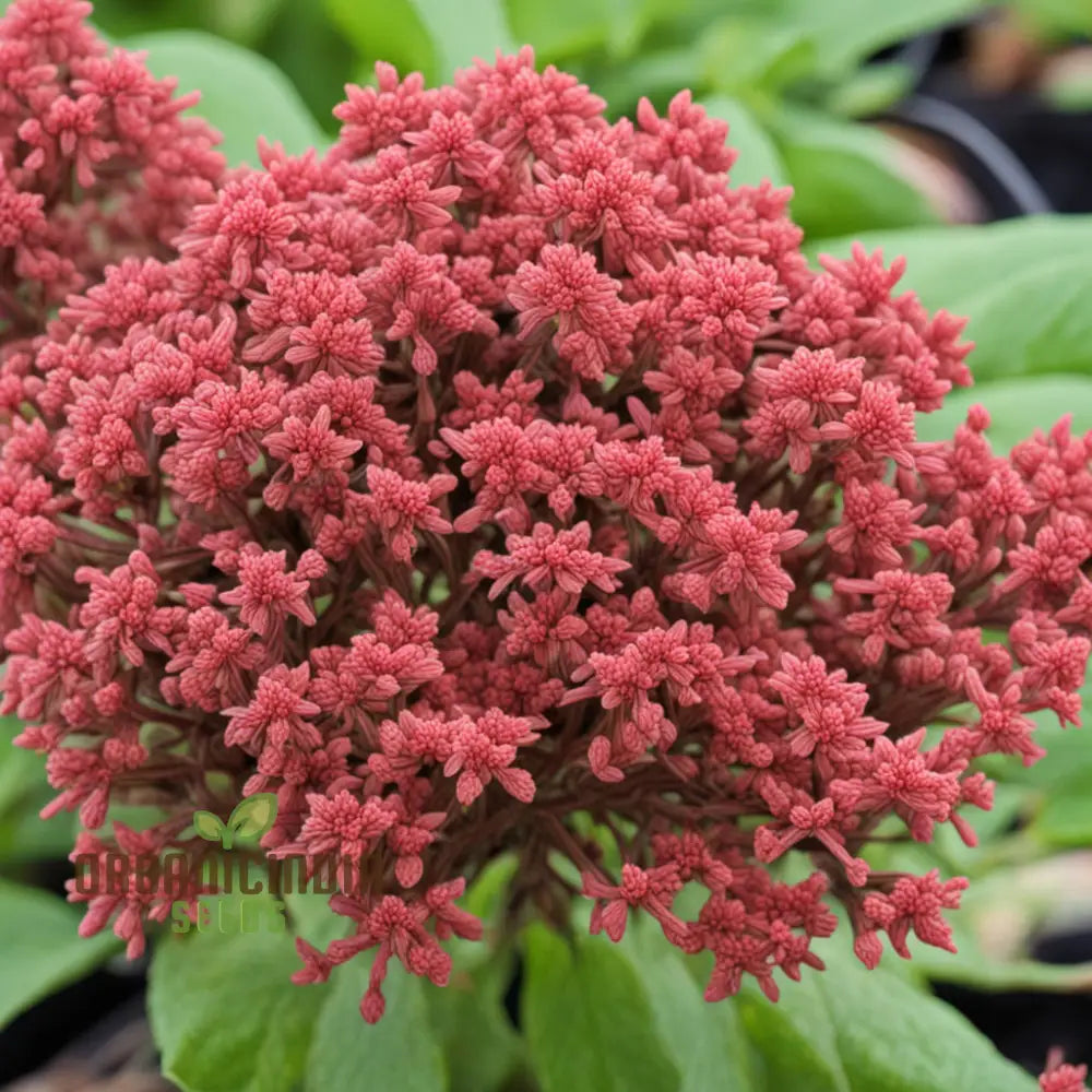 Red Jupiterâ€™s Beard Seeds Cultivate Centranthus Ruber For A Vibrant Garden Perennials