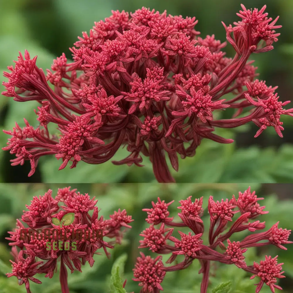 Red Jupiterâ€™s Beard Seeds Cultivate Centranthus Ruber For A Vibrant Garden Perennials