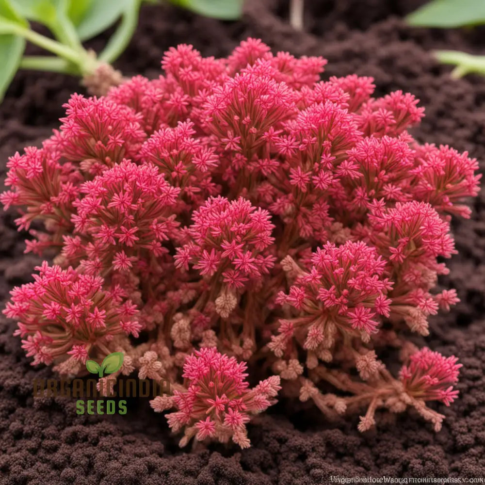 Red Jupiterâ€™s Beard Seeds Cultivate Centranthus Ruber For A Vibrant Garden Perennials