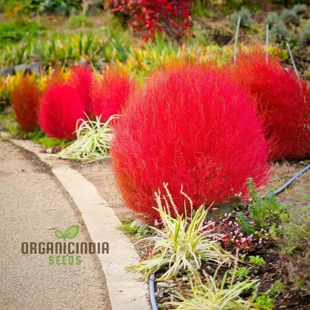 Red Kochia Scoparia Plant Seeds - Premium Quality For Stunning Foliage