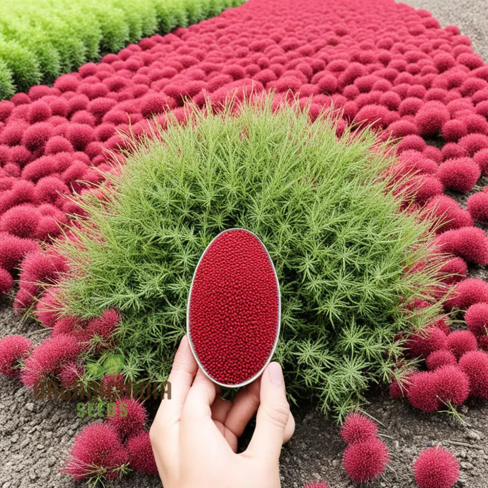 Red Kochia Scoparia Plant Seeds - Premium Quality For Stunning Foliage