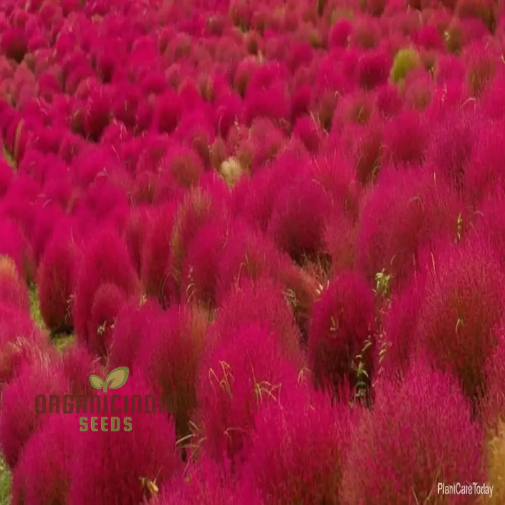 Red Kochia Scoparia Plant Seeds - Premium Quality For Stunning Foliage