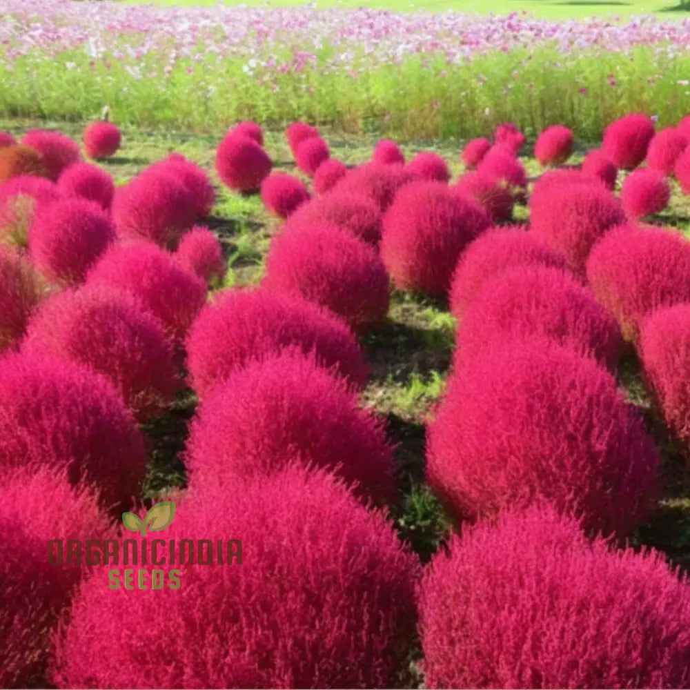 Red Kochia Scoparia Plant Seeds - Premium Quality For Stunning Foliage