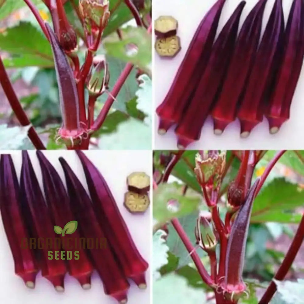 Red Lady’s Finger Seeds – Elevate Your Gardening Experience With Vibrant Nutritious Harvests