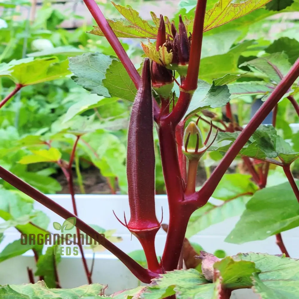 Red Lady’s Finger Seeds – Elevate Your Gardening Experience With Vibrant Nutritious Harvests