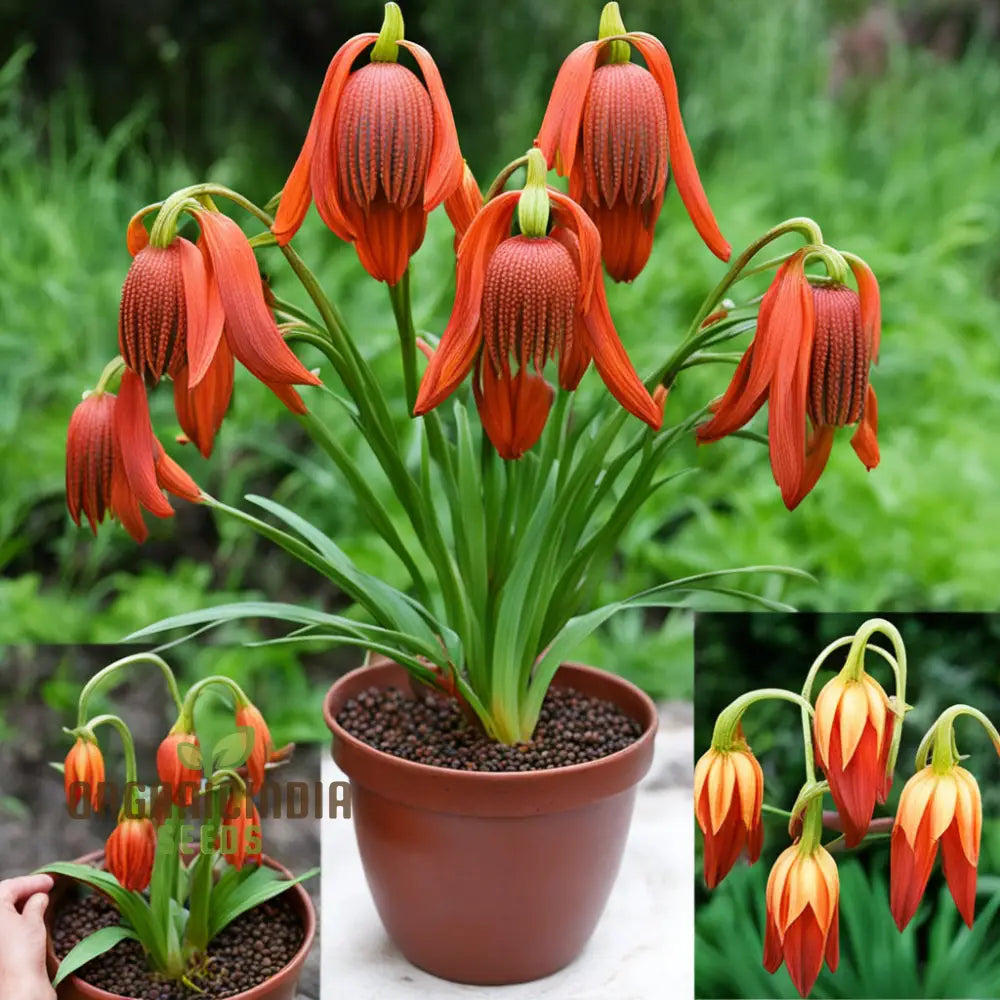 Red Lily Flower Seeds – Elevate Your Gardening Experience With Majestic Regal Blooms Perennials