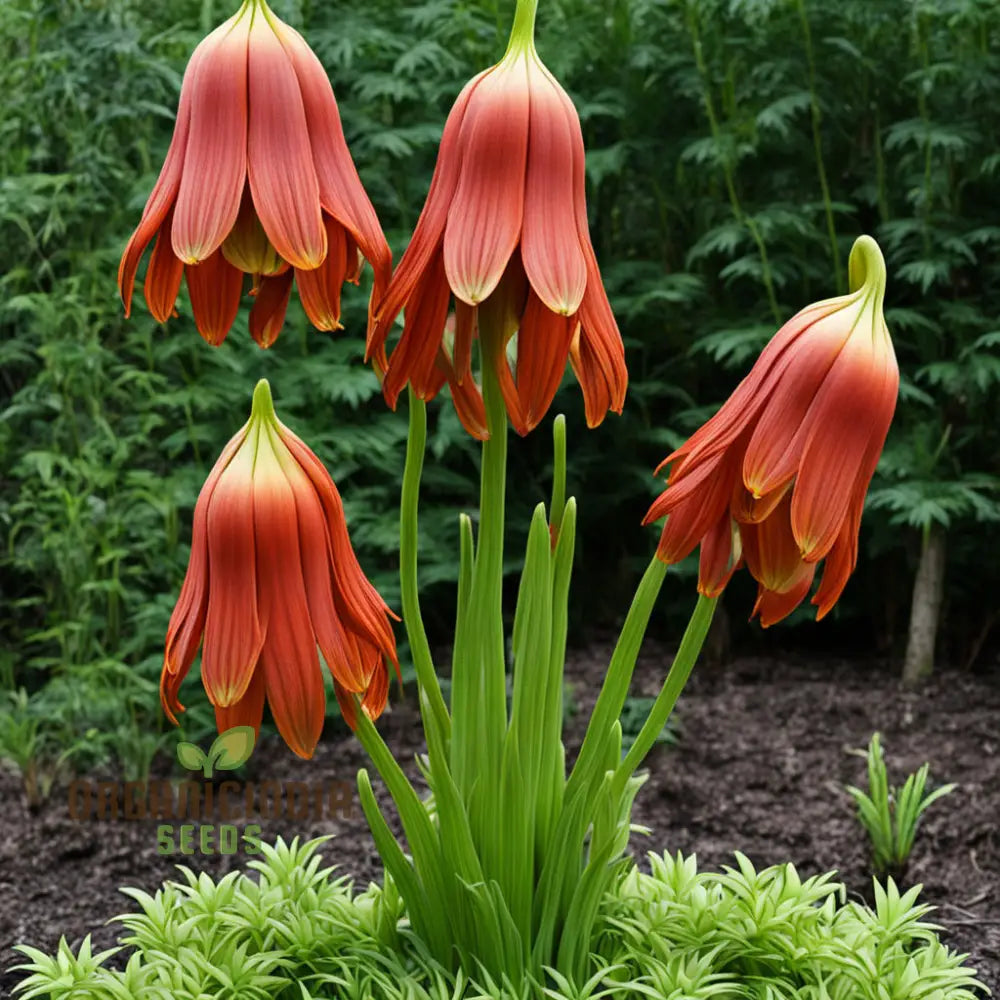 Red Lily Flower Seeds – Elevate Your Gardening Experience With Majestic Regal Blooms Perennials