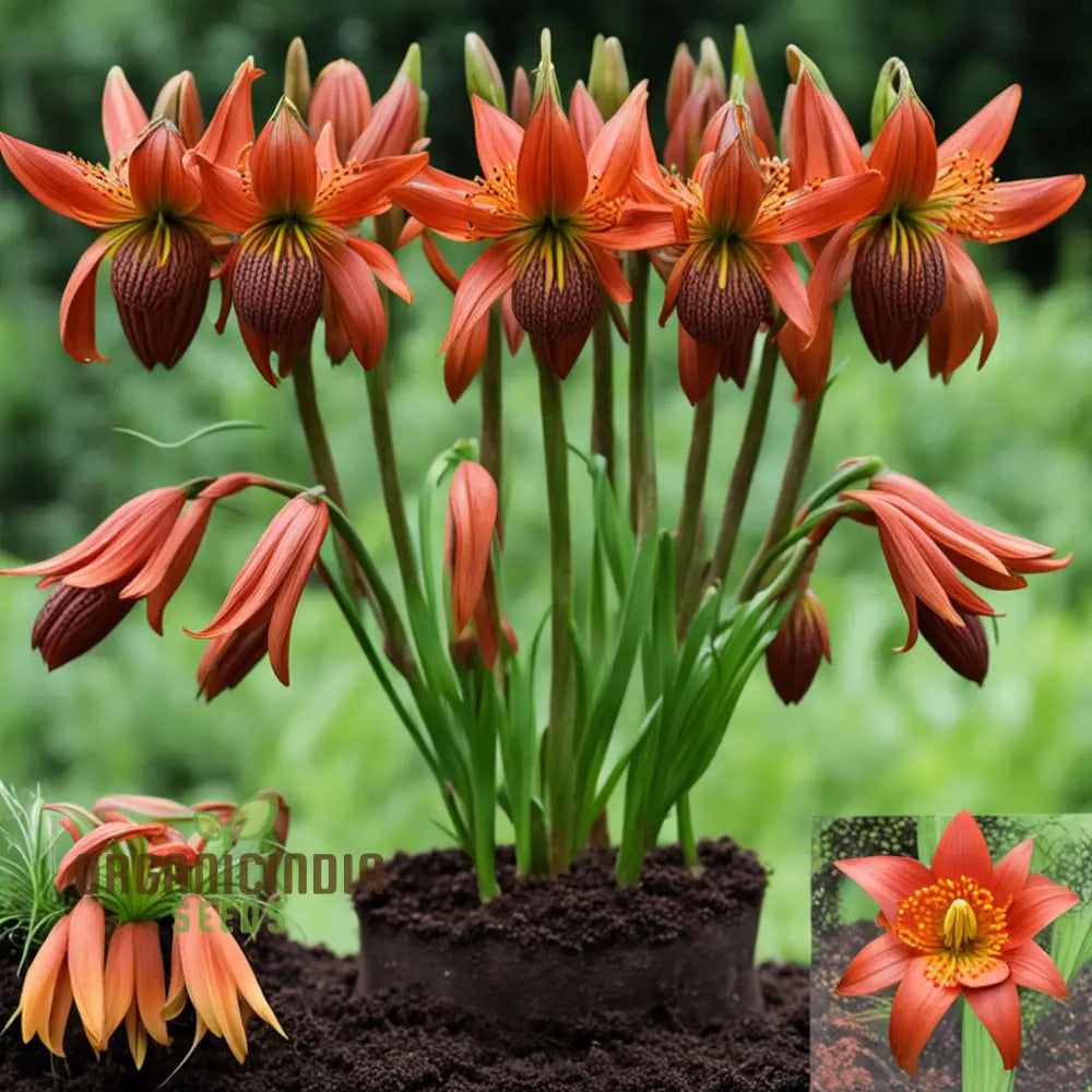 Red Lily Flower Seeds – Elevate Your Gardening Experience With Majestic Regal Blooms Perennials