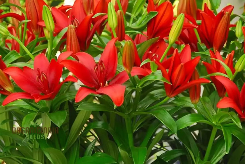 Red Lily Flower Seeds For Planting Comprehensive Guide To Cultivating Vibrant Blossoms