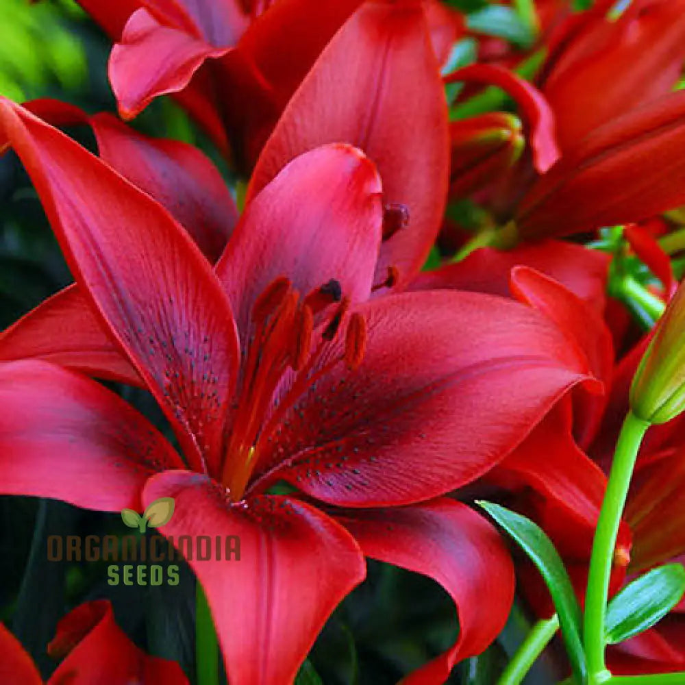 Red Lily Flower Seeds For Planting Comprehensive Guide To Cultivating Vibrant Blossoms