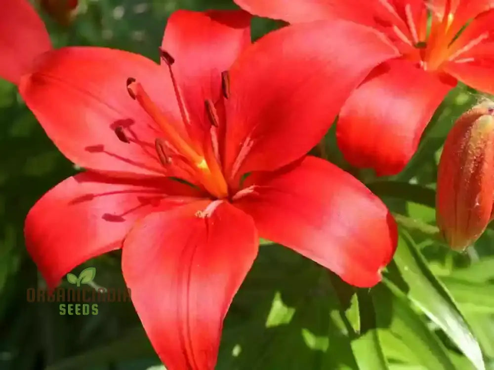 Red Lily Flower Seeds For Planting Comprehensive Guide To Cultivating Vibrant Blossoms