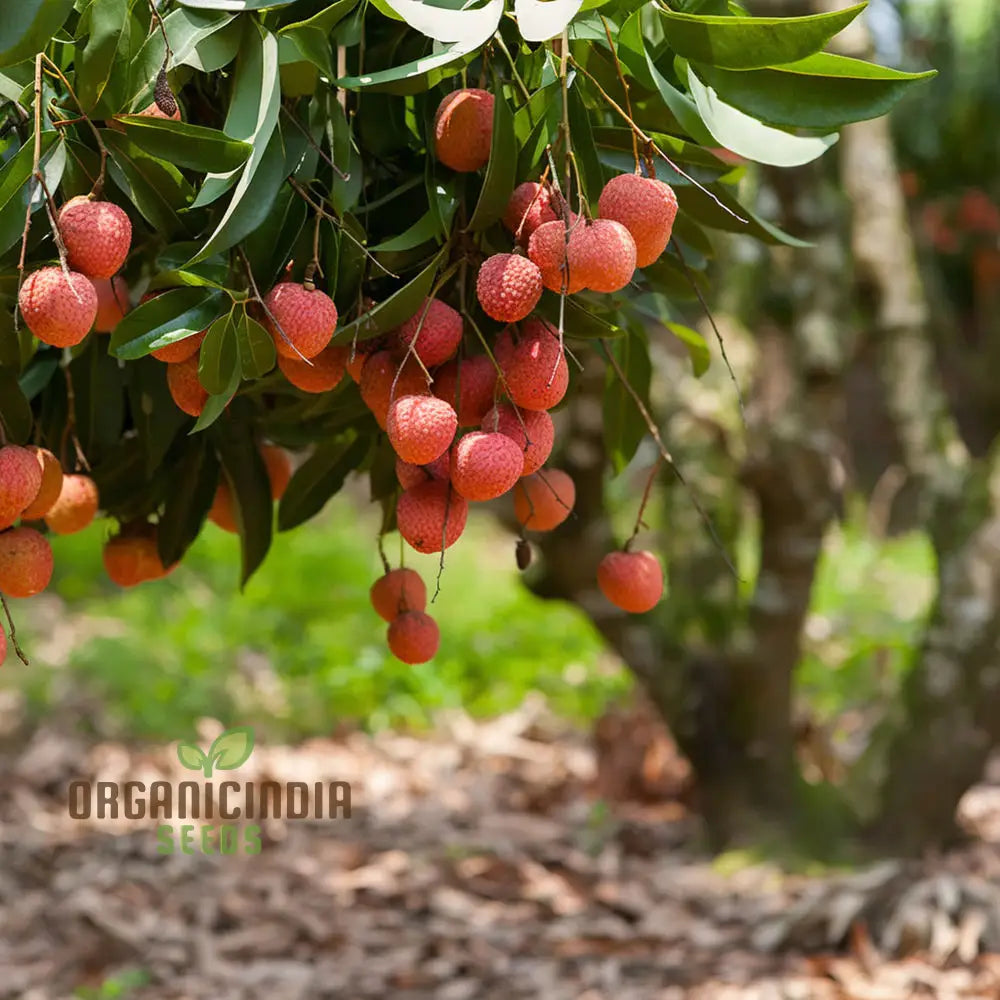 Red Lychee Seeds For Planting Cultivate Your Own Orchard With Exotic Fruit