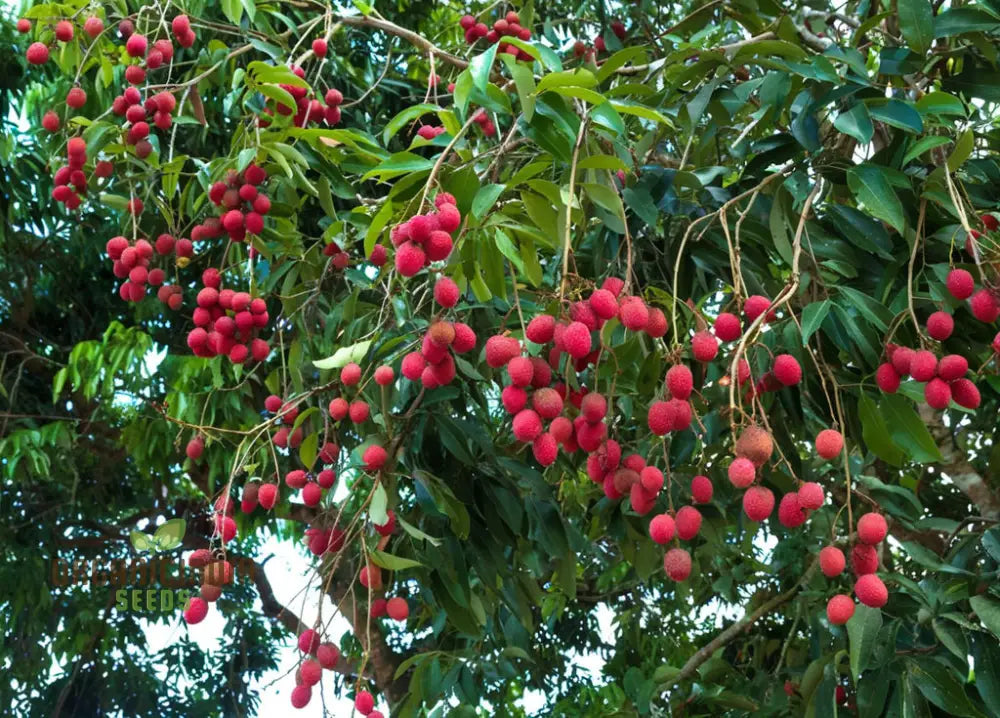 Red Lychee Seeds For Planting Cultivate Your Own Orchard With Exotic Fruit