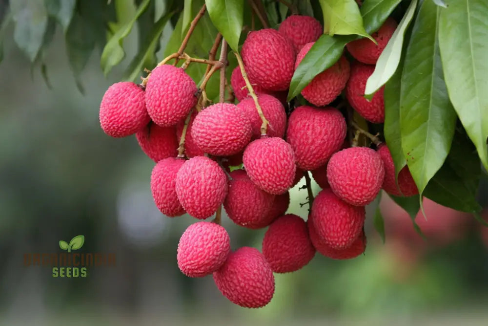 Red Lychee Seeds For Planting Cultivate Your Own Orchard With Exotic Fruit