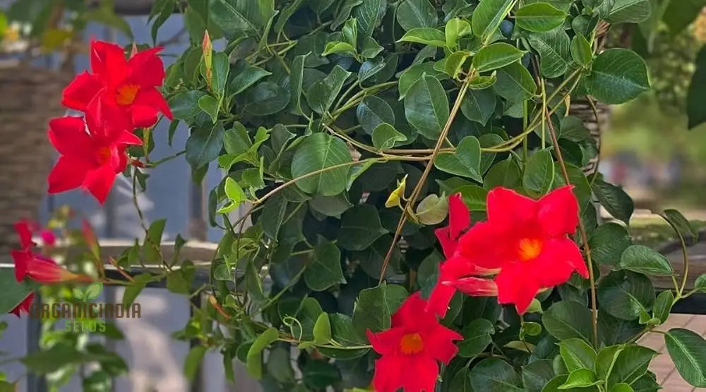 Red Mandevilla Vine Flower Seeds - Tropical Climber Planting Instructions Grow Vibrant Blooms