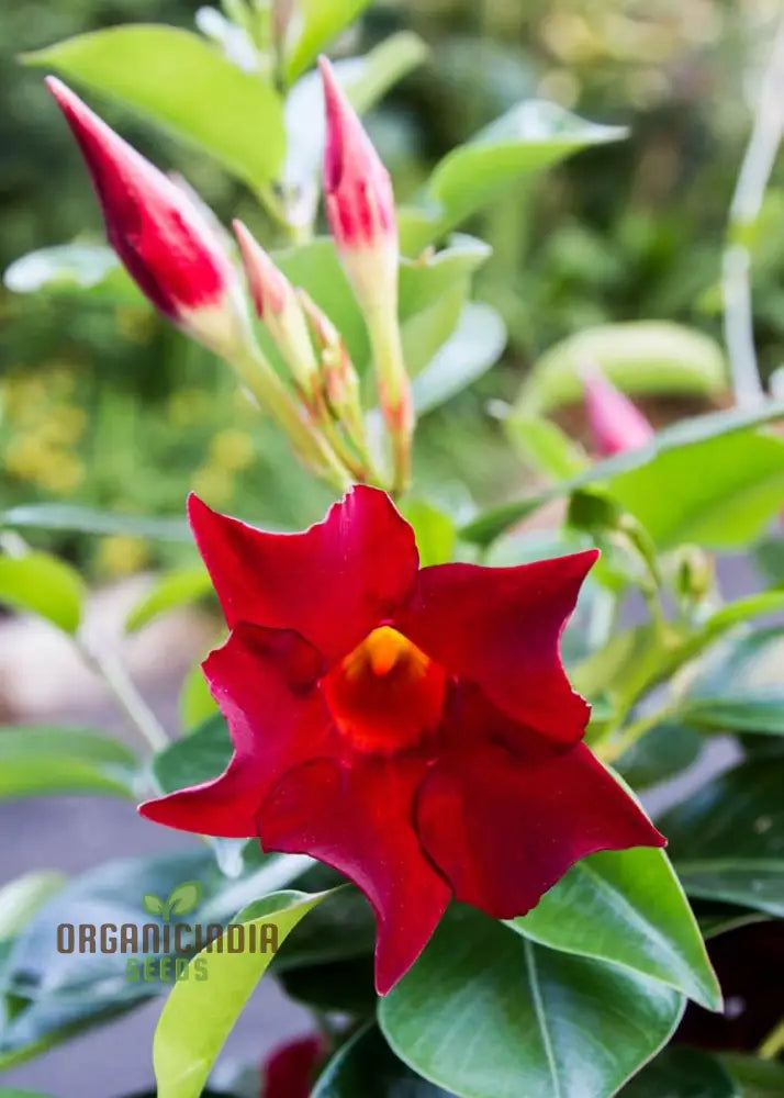 Red Mandevilla Vine Flower Seeds - Tropical Climber Planting Instructions Grow Vibrant Blooms