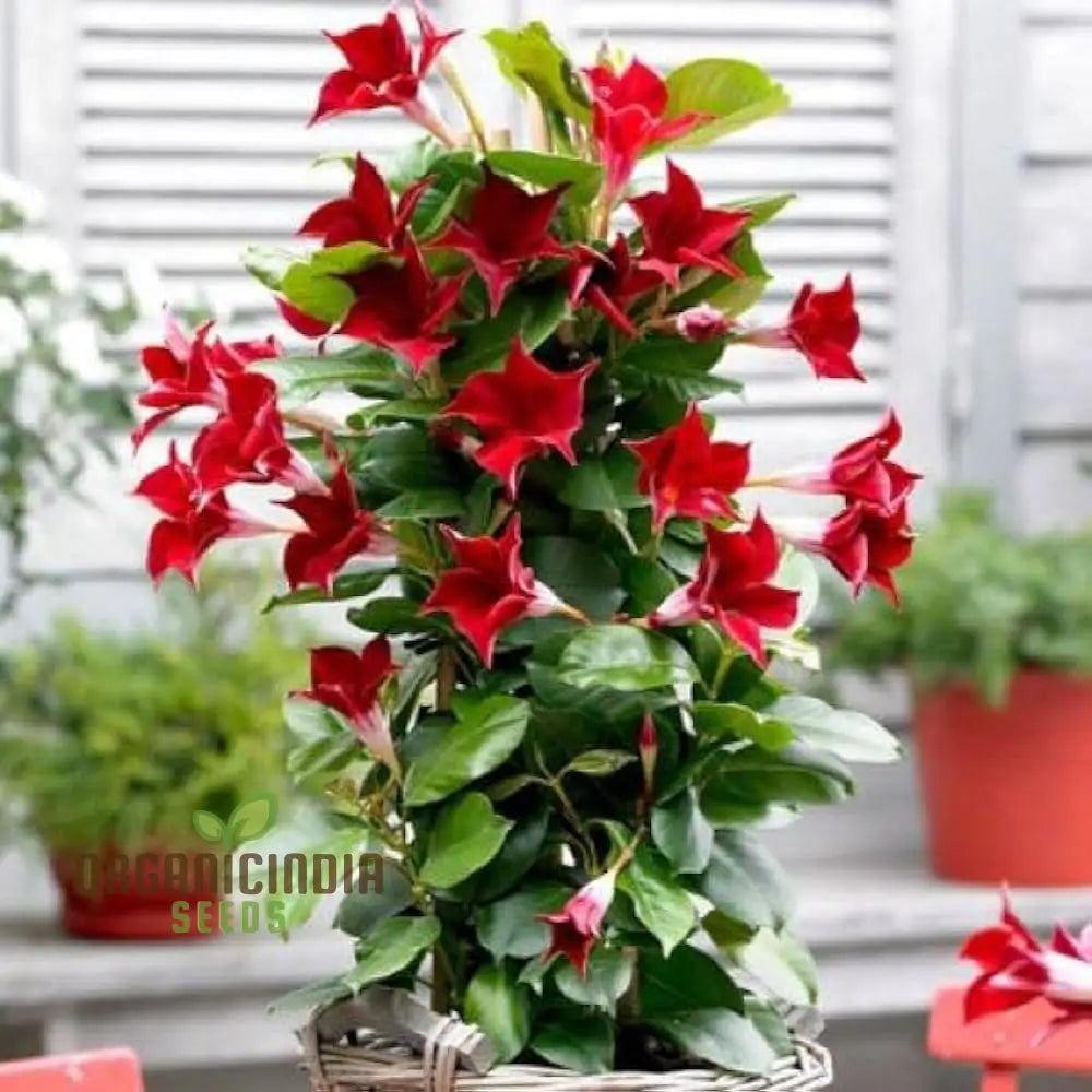 Red Mandevilla Vine Flower Seeds - Tropical Climber Planting Instructions Grow Vibrant Blooms