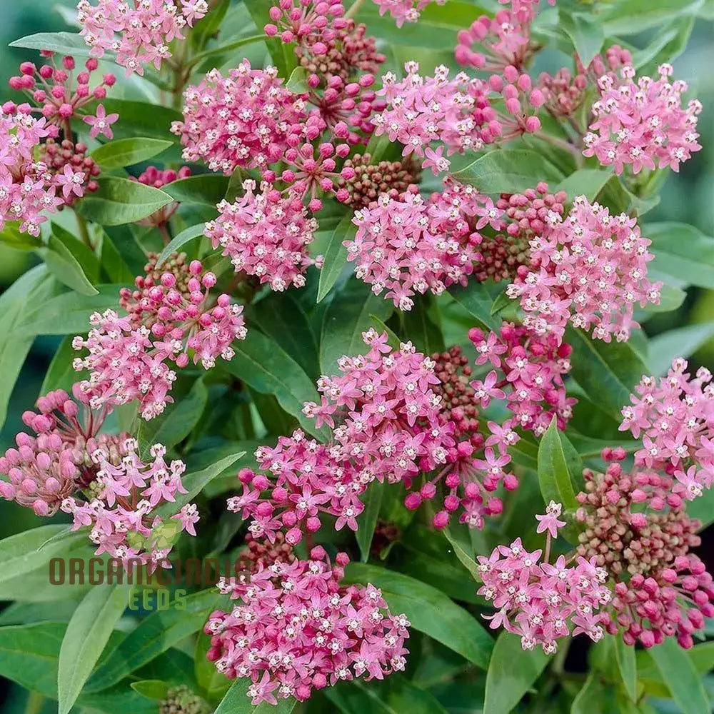 Red Milkweed Flower Seeds Enhancing Your Garden With Native Beauty And Expert Planting