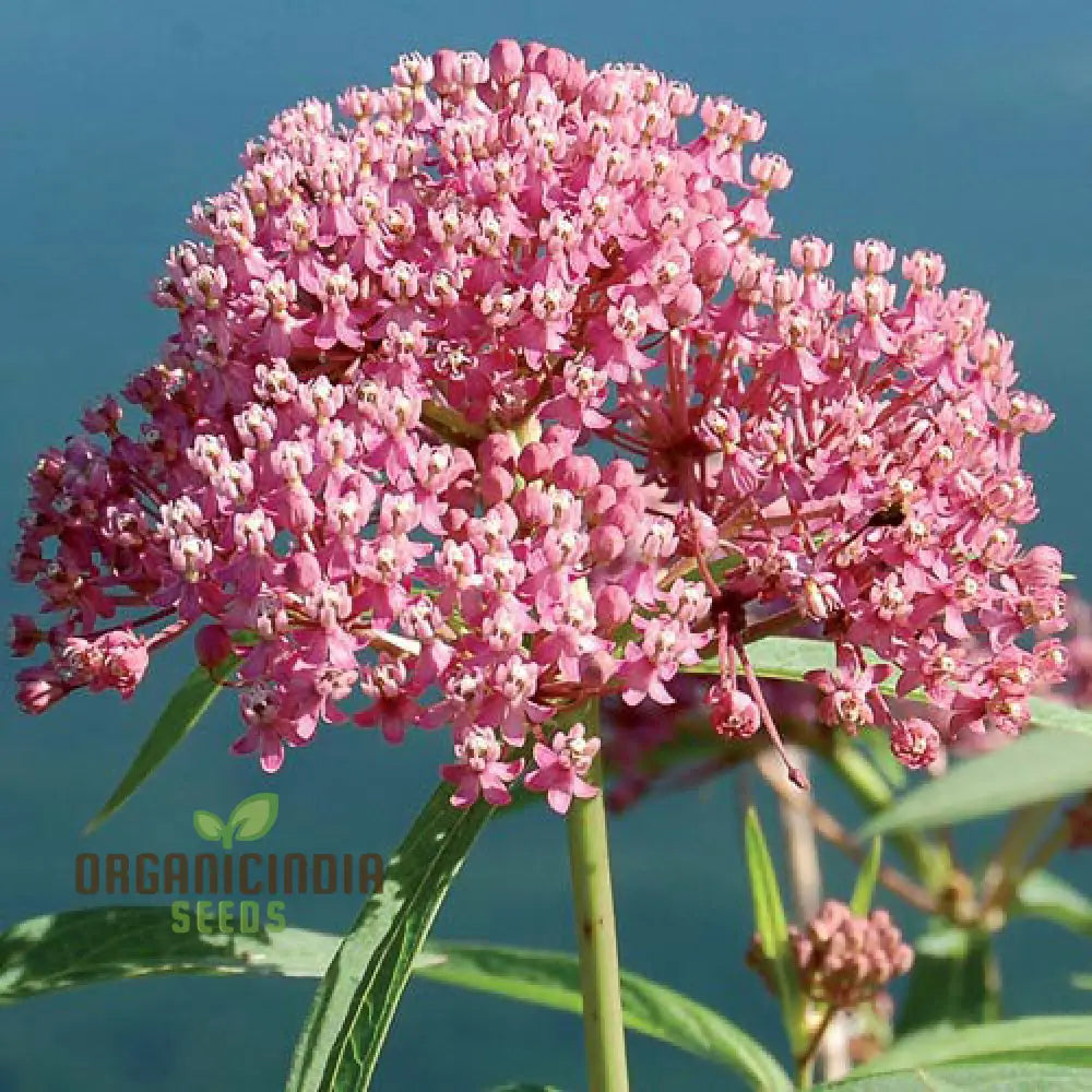 Red Milkweed Flower Seeds Enhancing Your Garden With Native Beauty And Expert Planting