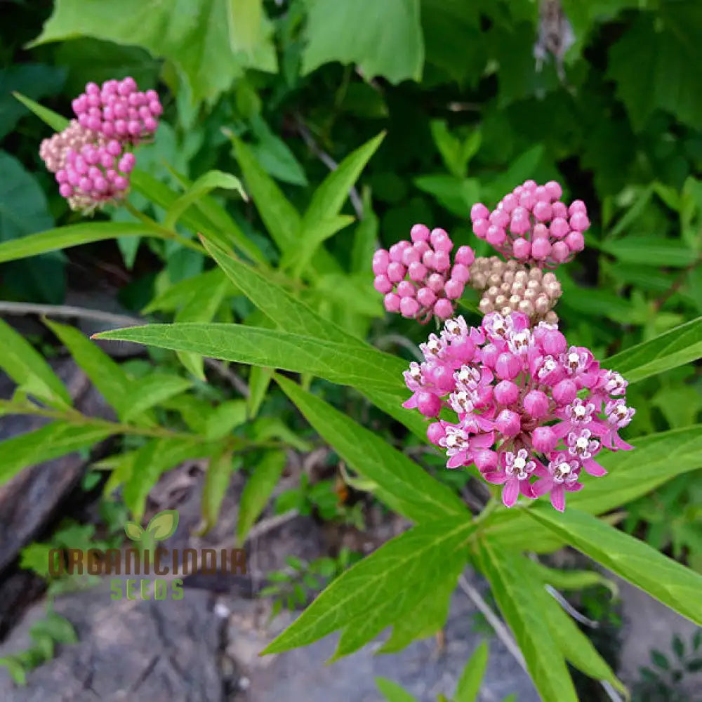 Red Milkweed Flower Seeds Enhancing Your Garden With Native Beauty And Expert Planting