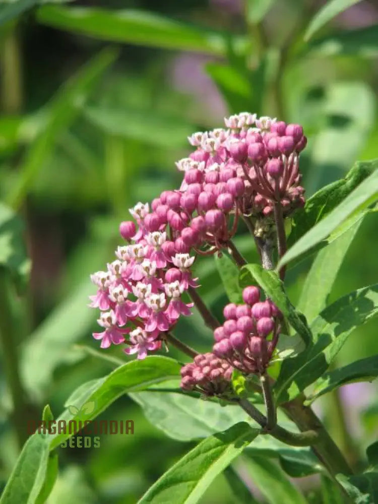 Red Milkweed Flower Seeds Enhancing Your Garden With Native Beauty And Expert Planting