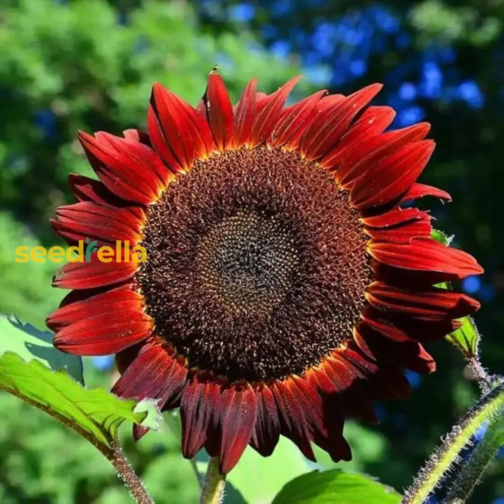 Red Mini Sunflower Seeds For Garden Planting Flower