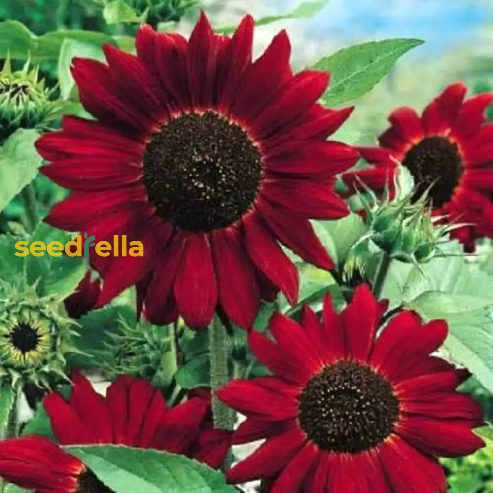 Red Mini Sunflower Seeds For Garden Planting Flower