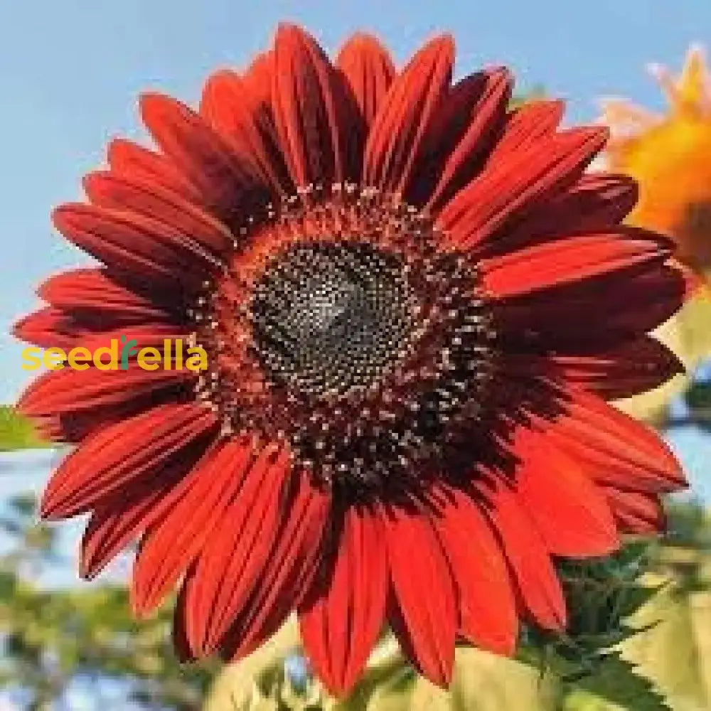 Red Mini Sunflower Seeds For Garden Planting Flower