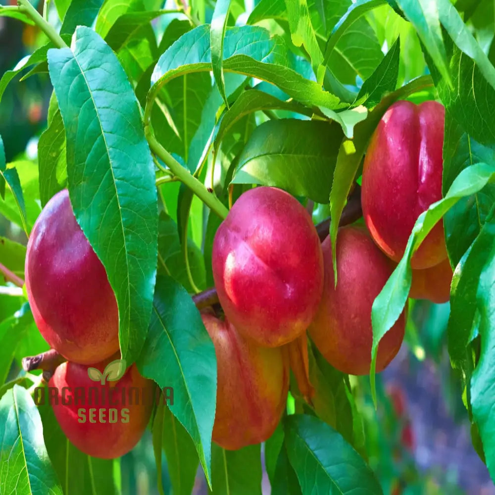 Red Nectarine Fruit Seeds For Planting Cultivate Your Garden With Fresh And Flavorful