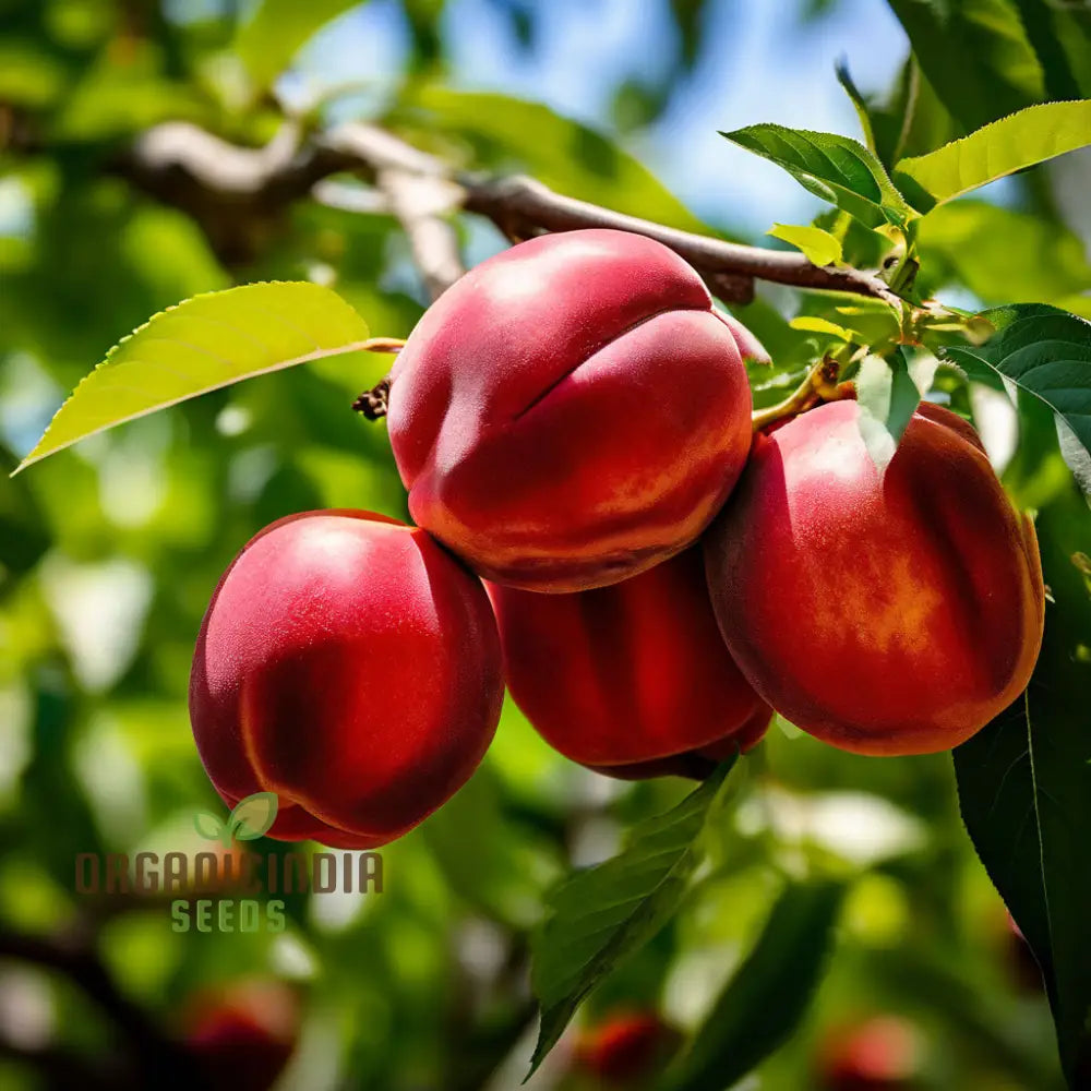 Red Nectarine Fruit Seeds For Planting Cultivate Your Garden With Fresh And Flavorful