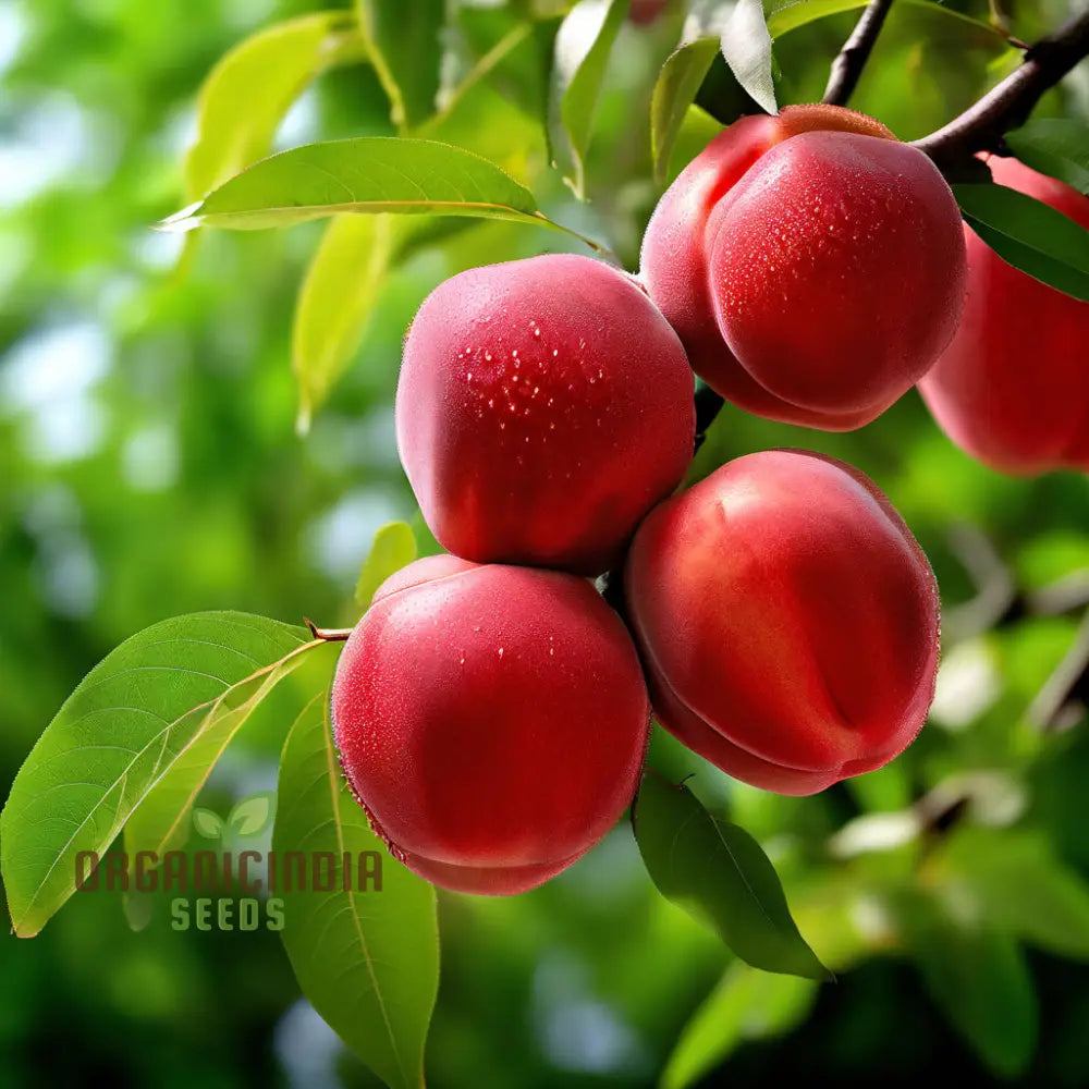 Red Nectarine Fruit Seeds For Planting Cultivate Your Garden With Fresh And Flavorful