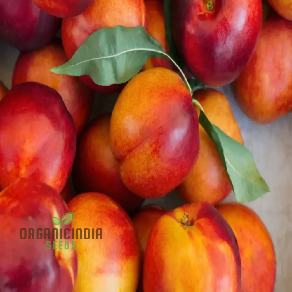 Red Nectarine Fruit Seeds For Planting Cultivate Your Garden With Fresh And Flavorful