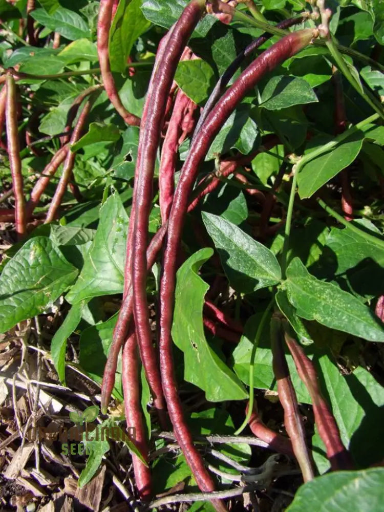 Red Noodle Snake Bean Seeds For Planting And Grow Vibrant Climbing Beans