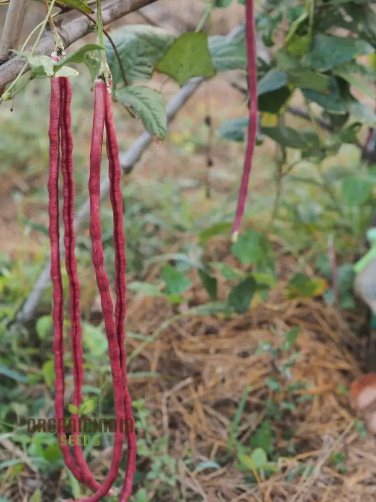 Red Noodle Snake Bean Seeds For Planting And Grow Vibrant Climbing Beans