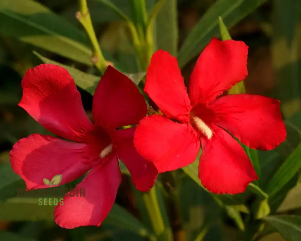 Red Oleander Flower Seeds – Elevate Your Gardening Experience With Bold Striking Blooms Perennials