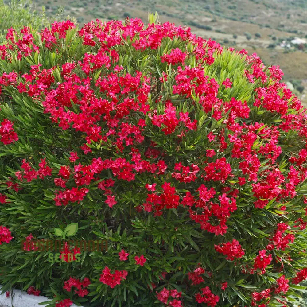 Red Oleander Flower Seeds – Elevate Your Gardening Experience With Bold Striking Blooms Perennials