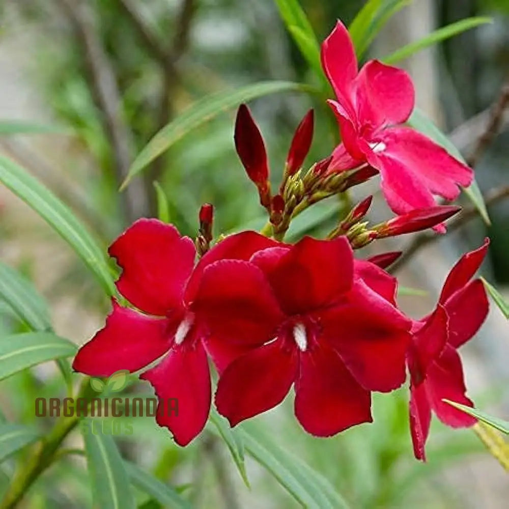 Red Oleander Flower Seeds â€“ Elevate Your Gardening Experience With Bold Striking Blooms Perennials