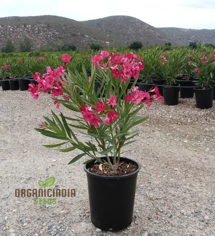 Red Oleander Flower Seeds – Elevate Your Gardening Experience With Bold Striking Blooms Perennials