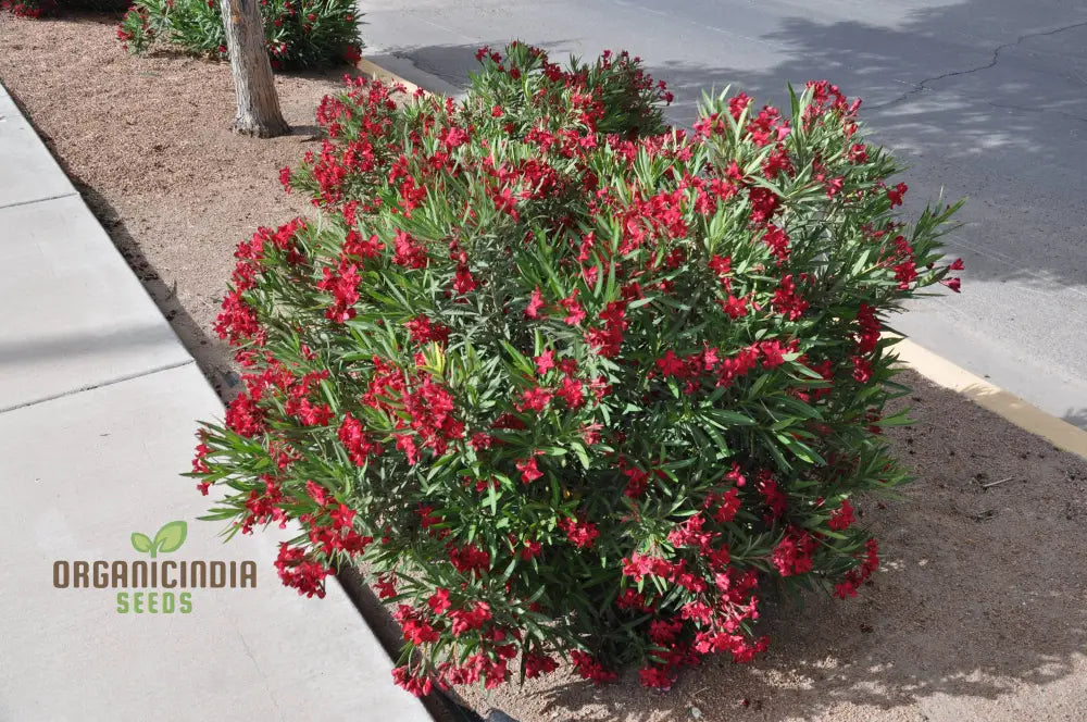 Red Oleander Flower Seeds – Elevate Your Gardening Experience With Bold Striking Blooms Perennials