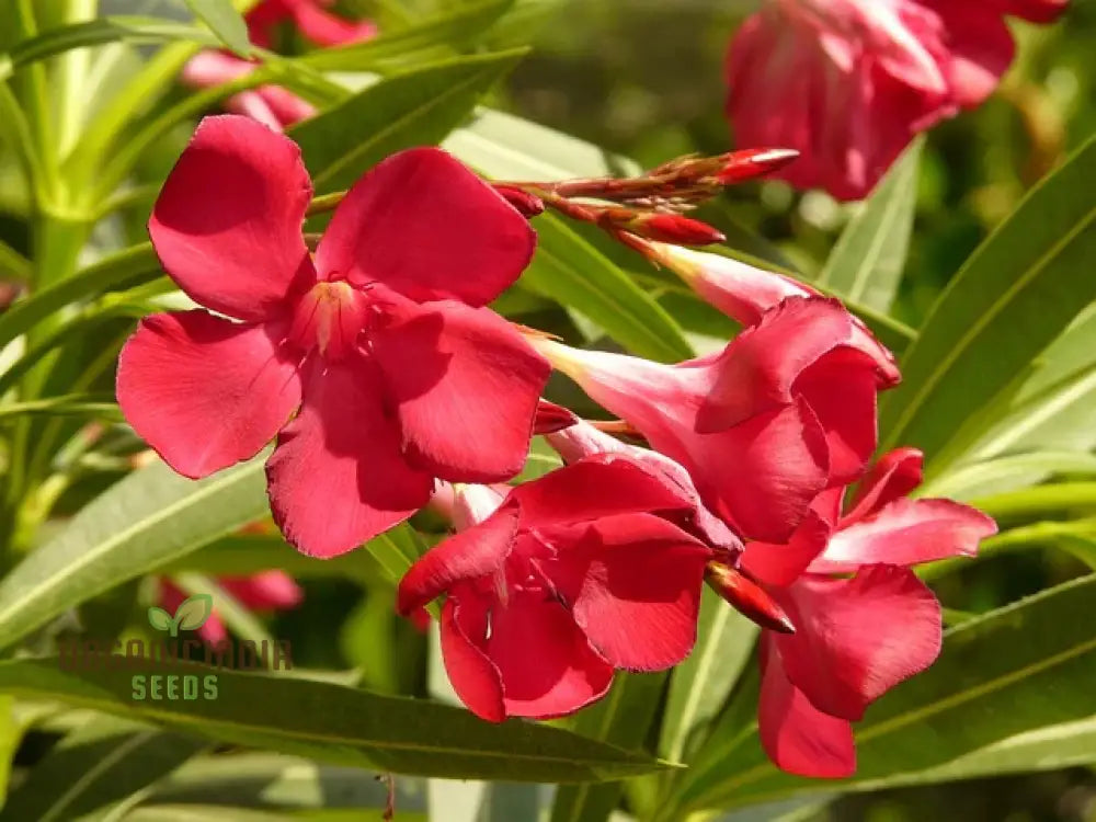 Red Oleander Flower Seeds – Elevate Your Gardening Experience With Bold Striking Blooms Perennials