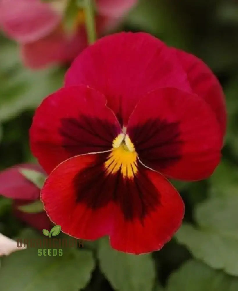 ’Red Pansy Seeds With Face Planting 100 Pcs’ Flower Seeds