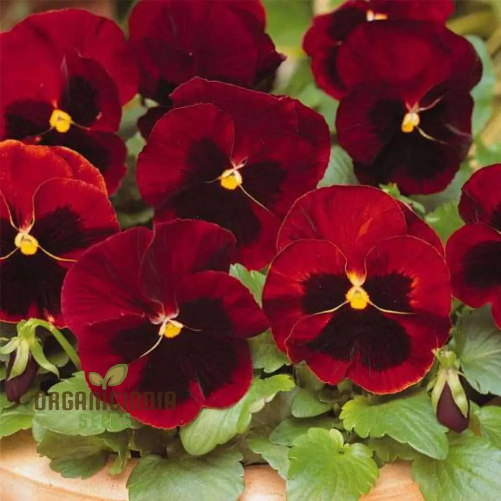 ’Red Pansy Seeds With Face Planting 100 Pcs’ Flower Seeds